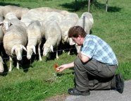Mann kontrolliert Zaun an einer Weide mit Schafherde
