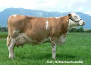 Braune Fleckviehkuh auf einer Wiese, im Hintergrund Berge