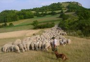 Schafe auf einer Wiese