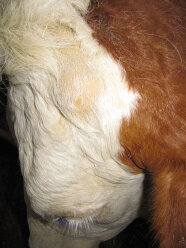 Stirnbeule einer hornlosen Kuh mit deutlicher Kruste