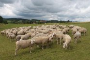 Merinolandschafe auf Weide