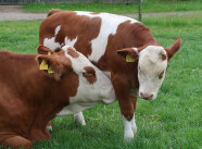 Mutterkuh liegend mit Kalb auf der Weide