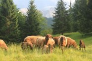 Braune Bergschafe vor Wettersteingebirge