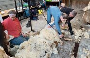 Drei Personen gebückt bei der Schafschur.