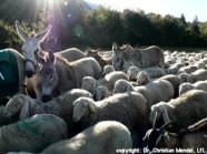 Mehrere Esel mit Schafherde.