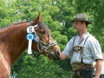 Pferd Süddeutsches Kaltblut mit Halter