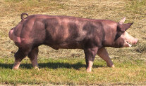 Pietrain-Eber "Wadmus", Foto: Bayern-Genetik GmbH Landshut