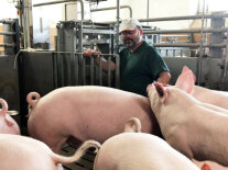 Ein Mann steht umzingelt von Schweinen in einer Schweinebucht.
