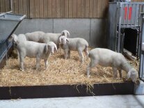 Nachkommenprüfung auf Mast- und Schlachtleistung beim Schaf - Prüfgruppe Merinolandschafe