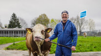 Ein Mann führt ein Rind mit der Führstange.