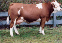 Kuh von der Seite