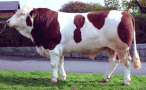 Bulle von der Seite