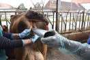Gynäkologische Handlung bei einer Kuh