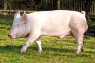 Ein Eber der Rasse Deutsches Edelschwein, Foto: Josef Angermeier, AELF Töging am Inn
