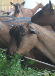 Milchziegen am Futtertrog