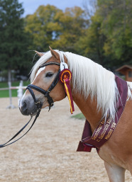 Siegerhengst Haflinger 2018 aus Bayern