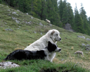 Hütehund (Border Collie) und Herdenschutzhund (Maremmano Abruzzese) auf einer Bergweide