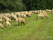 Schafherde beim Fressen von Wiesengras  