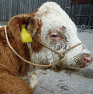 Kalb mit Hautveränderungen am Kopf