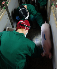Zwei Männer stehen in einer Schweinebucht