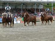 Ungarische Post im Großen Ring ZLF 2012