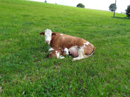 Kuh mit Kalb liegend