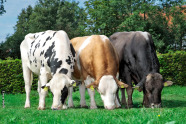 Drei Rinder grasen nebeneinander.