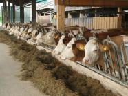 Die Erfassung tierwohlrelevanter Merkmale wird in der Milchviehhaltung an Bedeutung gewinnen.
