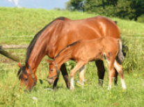 Pferd Stute mit Fohlen grast auf Weide
