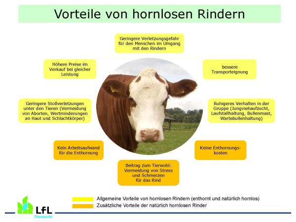 Horn-Status bei Rindern