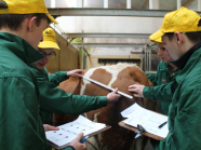 Teilnehmer beim Feststellen der Beckenneigung in der Rinderbeurteilung