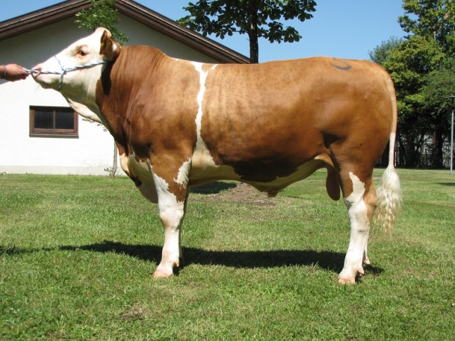 Ein Bulle steht auf einer Wiese