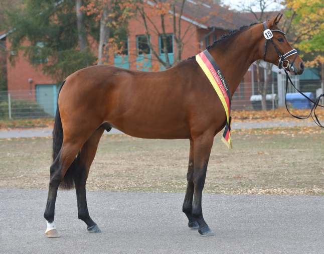 Standbild von Hengst Kattenau