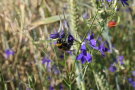 Eine Hummel sitzt auf einer Pflanze mit violetten Blüten