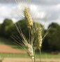 Nahaufnahme einer Getreideähre mit langen stachelartigen Fortsätzen