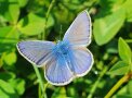 Der blau schimmernde Tagfalter "Bläuling" sitzt mit ausgebreiteten Flügeln auf Kleegras.