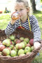 Mit einem großen Weidenkorb voll gesammelter Äpfel vor sich, hockt ein Mädchen auf der Wiese und trinkt frisch gepressten Apfelsaft.