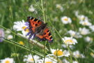 Ein Schmetterling, ein Kleiner Fuchs, sitzt auf einer Margeritenblüte.