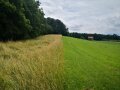 Landschaftsaufnahme eines Altgrasstreifens zwischen Grünlandfläche und Walldrand