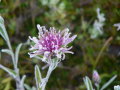 Nahaufnahme einer gefrorenen violetten Blüte, der Flockenblume mit Raureif überzogen