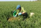 Eine Forscherin mit Arbeitshandschuhen hockt im Feld bei der Arbeit. 
