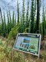 Eine Tafel mit Erklärungen zur Pflanzung von Weinstöcken und Wildem Wein am Hopfengerüst informieren auf dem Themenpfad. Im Hintergrund rannkt Hopfen in den Himmel.