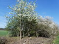Blühende Hecke mit Weißdorn.