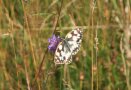 Ein schwarz-weißer Schmetterling sitzt auf einer violetten Blüte in einer Wiese