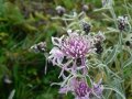 Nahaufnahme einer angefrorenen violetten Blüte umgeben von Gräsern