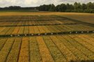Feldversuch: Parzellen mit unterschiedlichen Weizensorten 