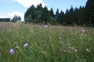 Eine reichblühende Wiese, vor allem mit blau-lilanen Witwenblumen steht im Wind vor einem Nadelwald im Hintergrund.