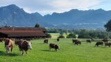 Vor einer Bergkulisse im Inntal erstreckt sich eine Weide, auf der mehrere Kühe stehen. (Foto: Mühlbauer, LfL)