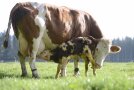 Kuh säugt ihr neugeborenes Kalb auf der Weide