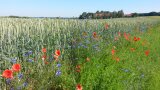 Pflanzen mit blauen und roten Blüten am Rand eines Getreidefelds